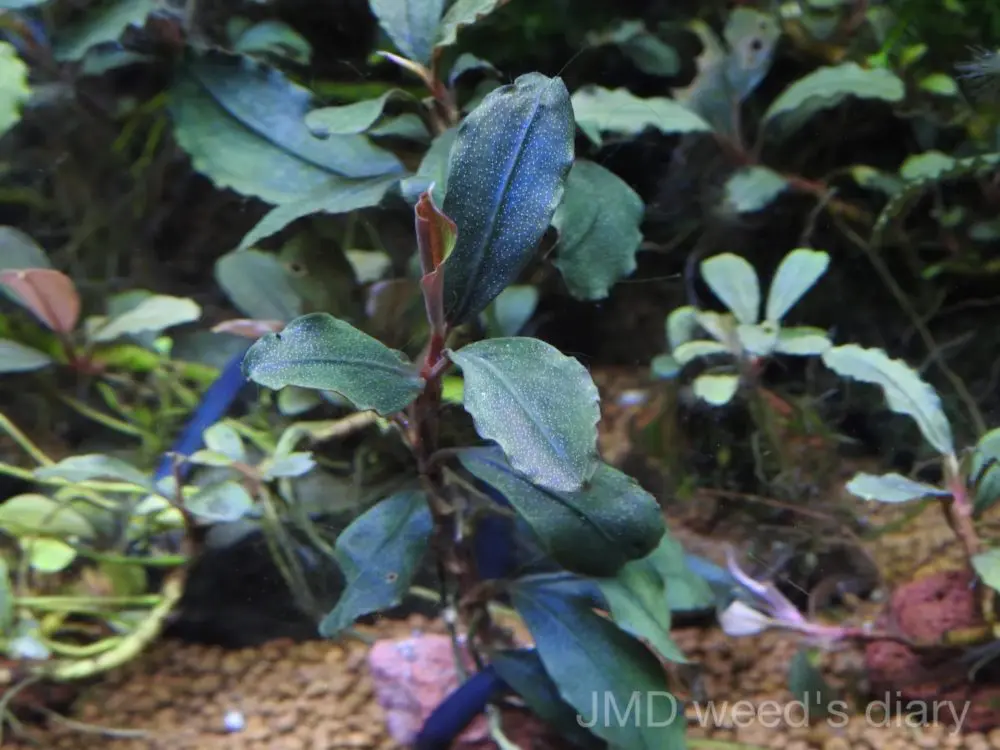 ブセファランドラsp.バタンカワ❣️Bucephalandra sp. Batang Kawa TB