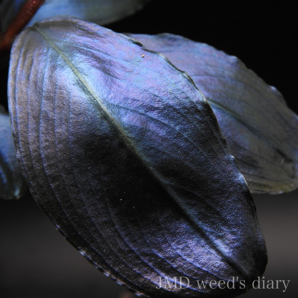 ブセファランドラ sp.レインボー シャイン🌈Bucephalandra sp.Rainbow