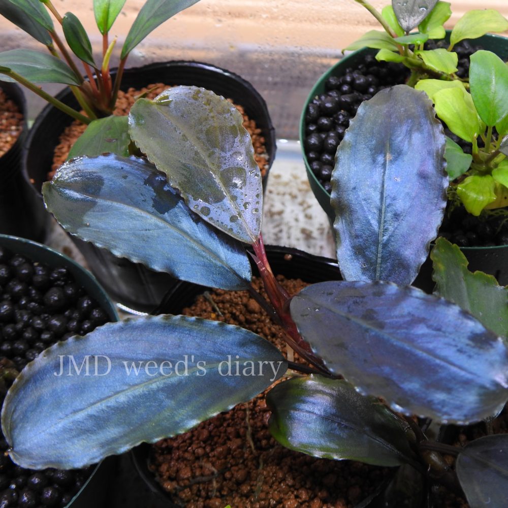 水草 Bucephalandra sp. Super Dark Blue Bucephalandra sp.