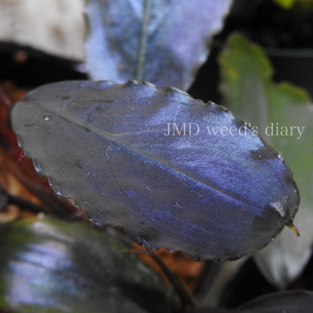 ブセファランドラ sp.スーパー ブルー🐧Bucephalandra sp.super blue