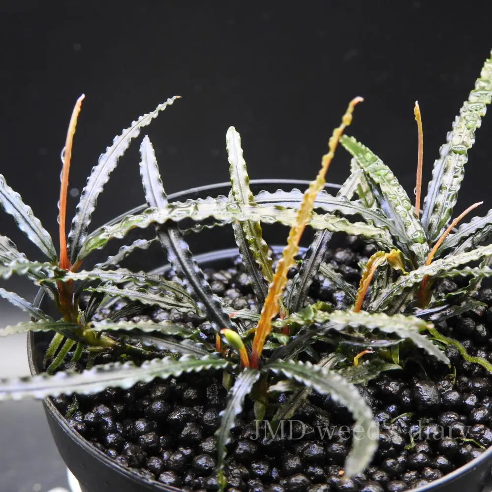 Bucephalandra sp.Murung raya 【LA0515-03】ブセファランドラ