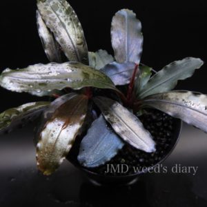 ブセファランドラ sp.レッド メロンBucephalandra sp.red melon ブセの