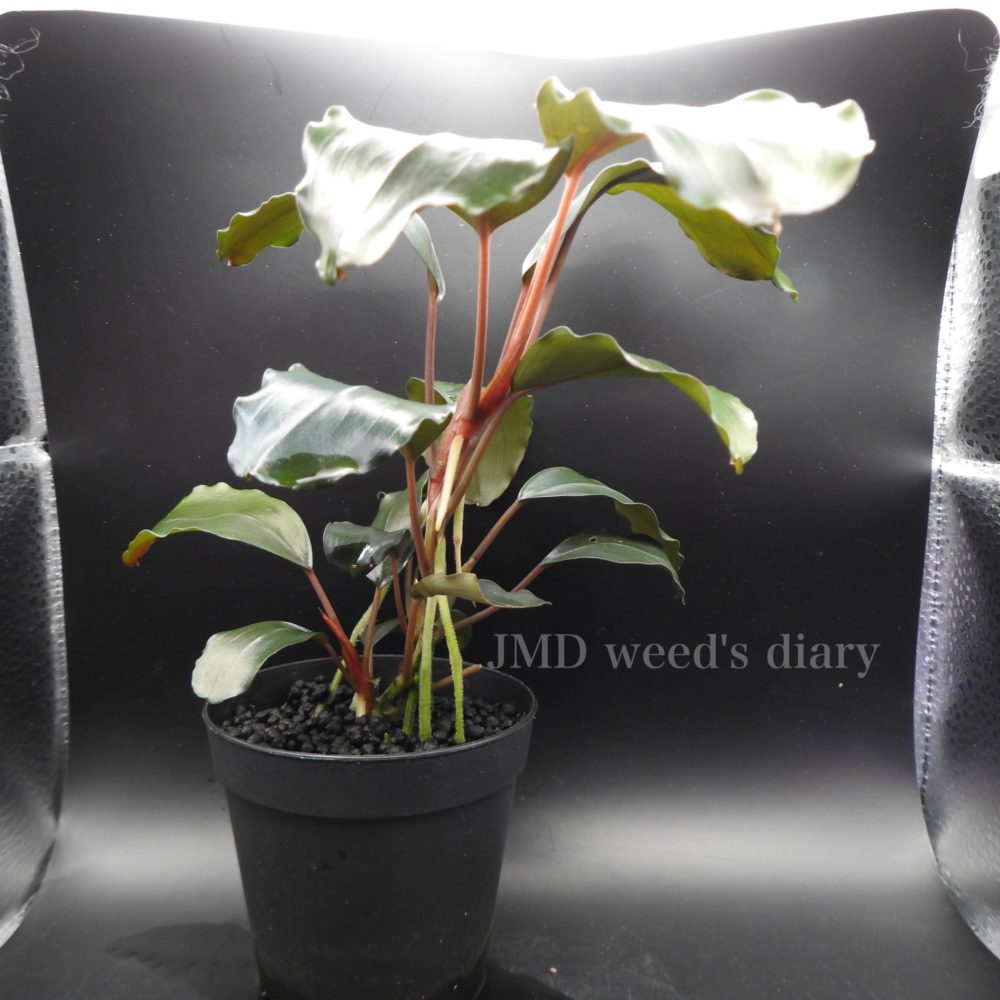 ブセファランドラ sp.ティア レッドBucephalandra sp.theia red ブセの