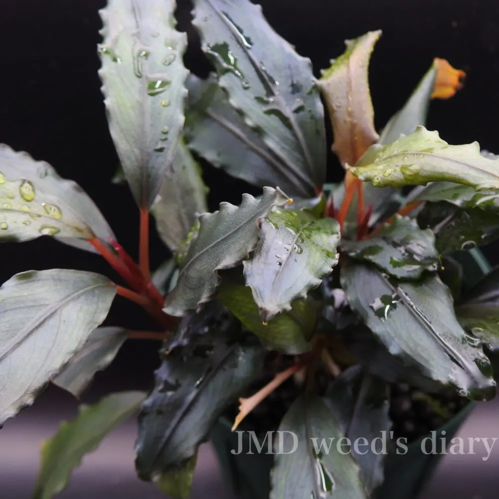 Bucephalandra sp. Moonlight 大群生株 T*i様 Bucephalandra sp