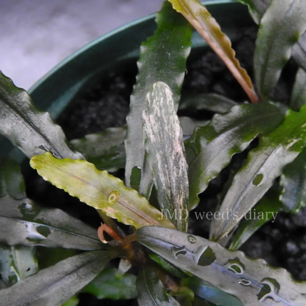 HW便】Bucephalandraセット② HW便】Bucephalandraセット② - メルカリ