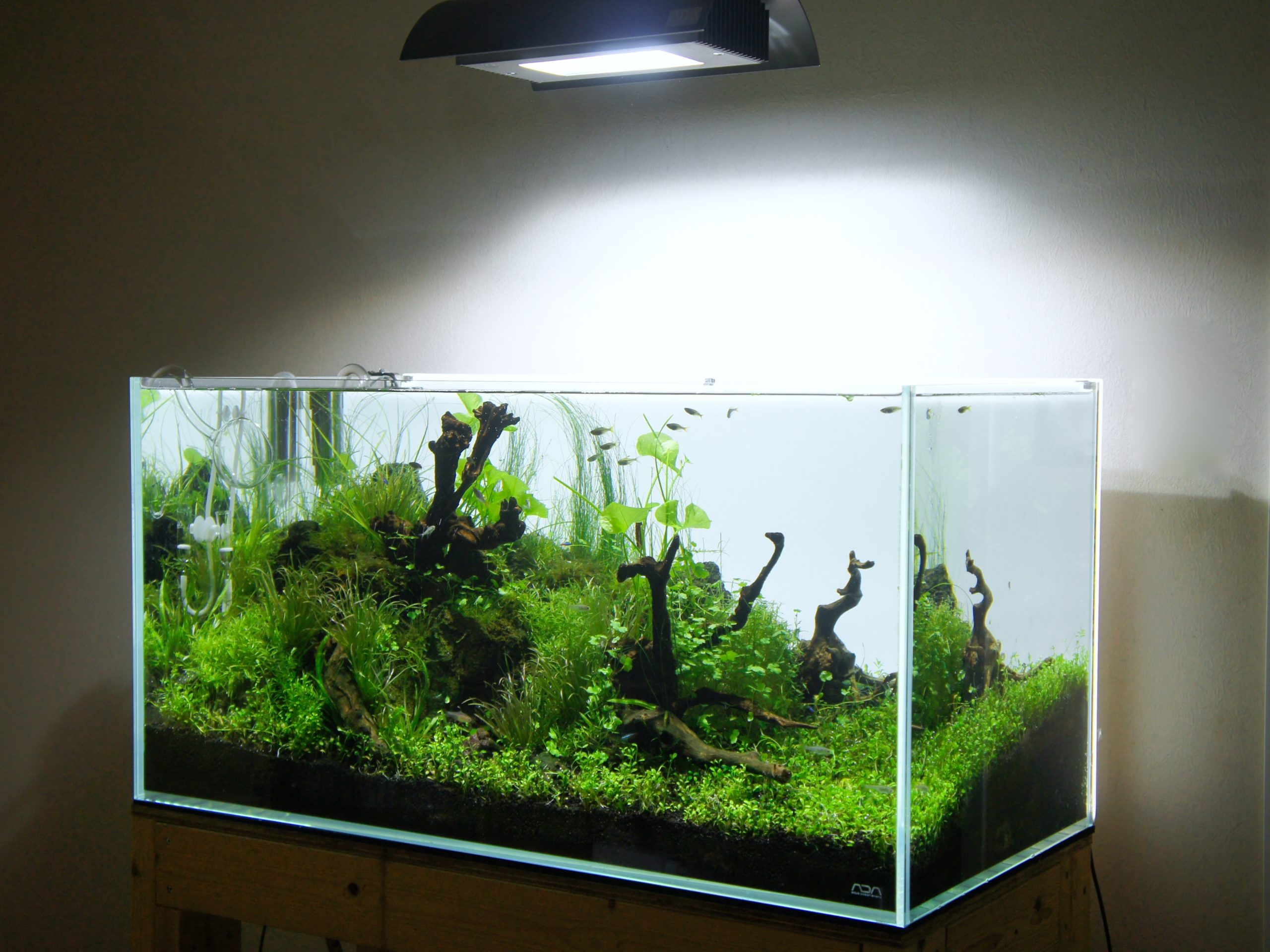 ADA 雲山石 水槽用レイアウト石2点セット 雲山石 ADA ADA雲山石 2個