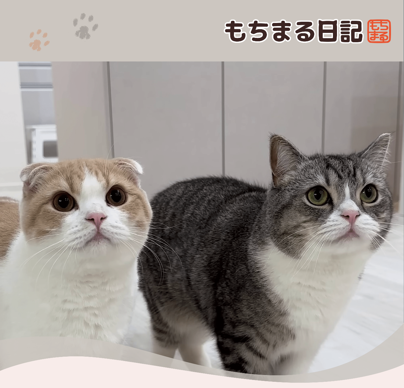 もちまる日記 クリアファイル スコティッシュフォールド 202511281415