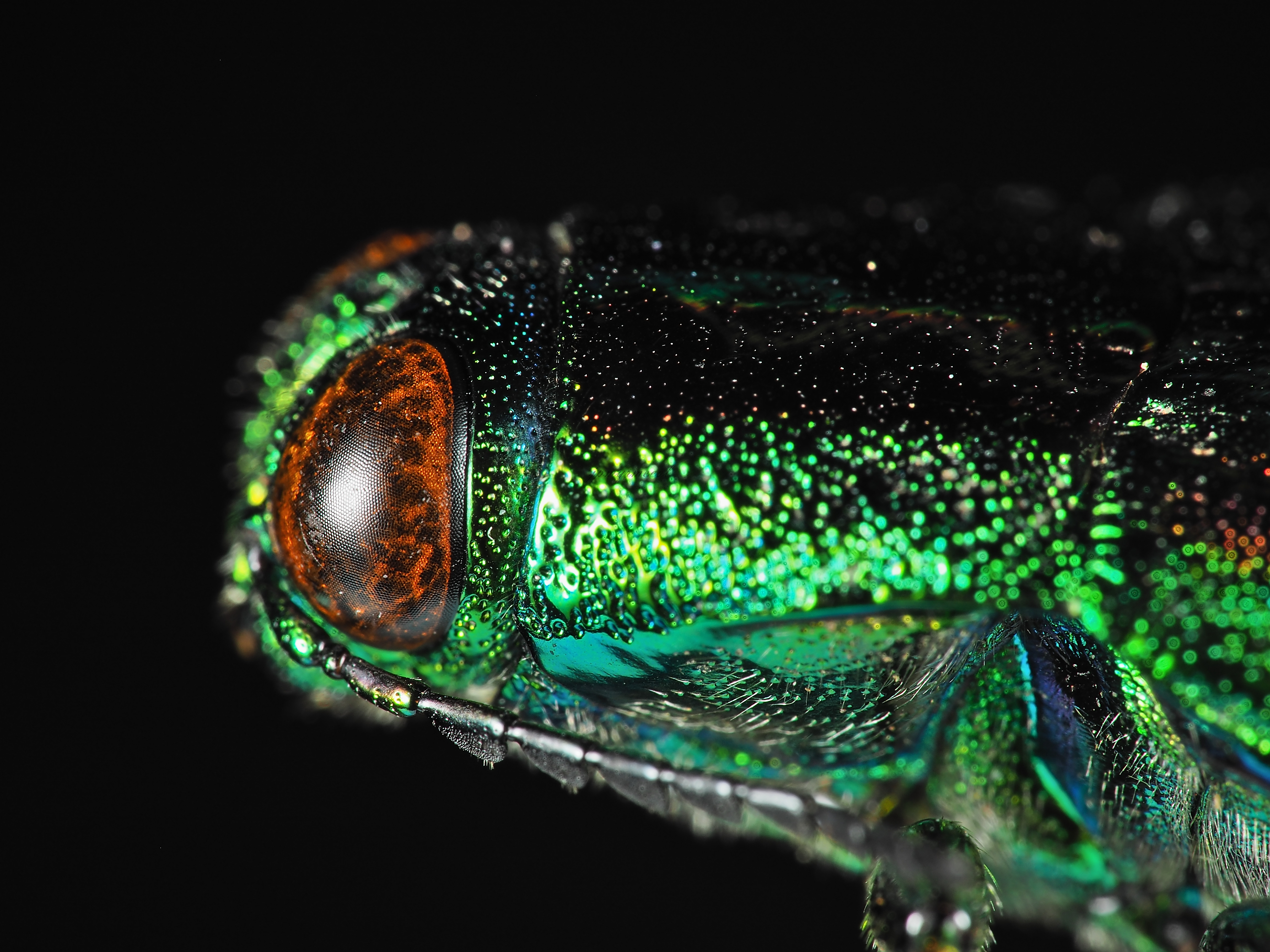 ヤマトタマムシ | JP-ANT