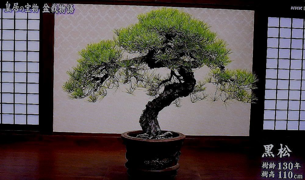 本 盆栽 鉢 水盤 皇居 盆栽、本、皇居の盆栽 皇居の盆栽 THE IMPERIAL