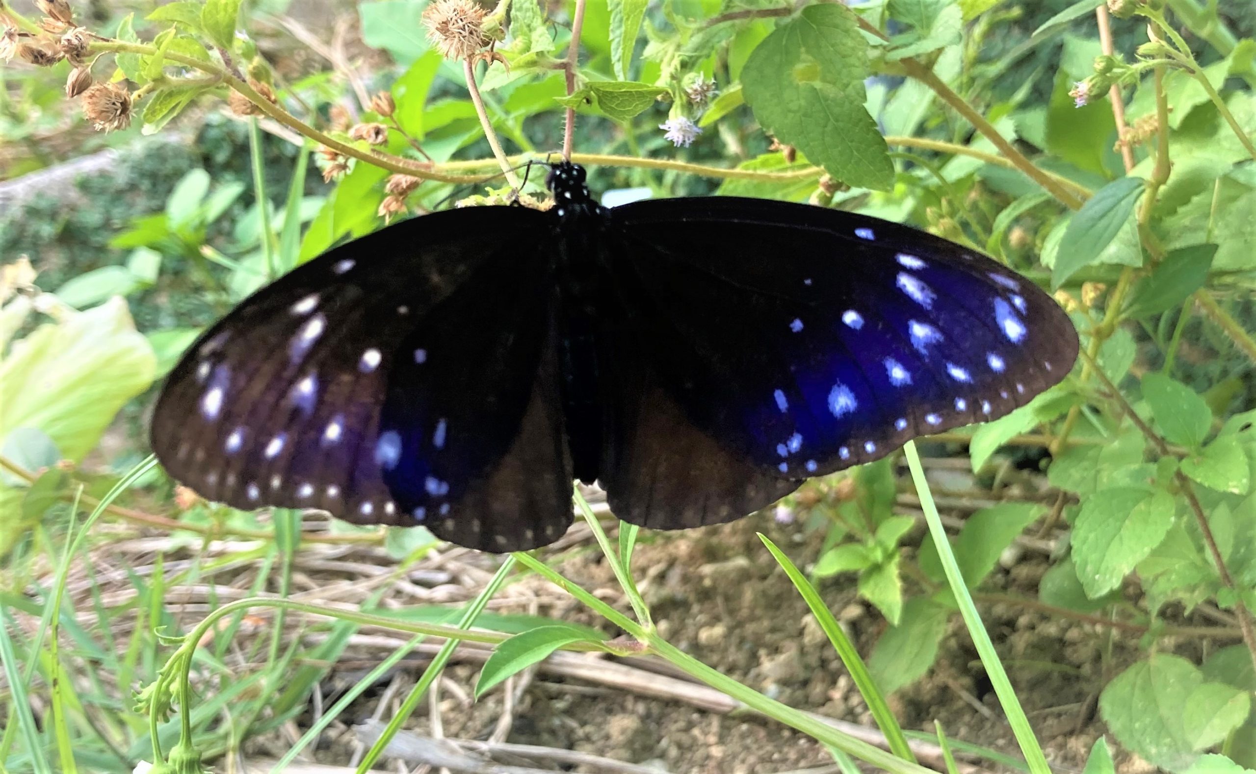 ツマムラサキマダラ54頭 ツマムラサキマダラ54頭 ツマムラサキマダラ