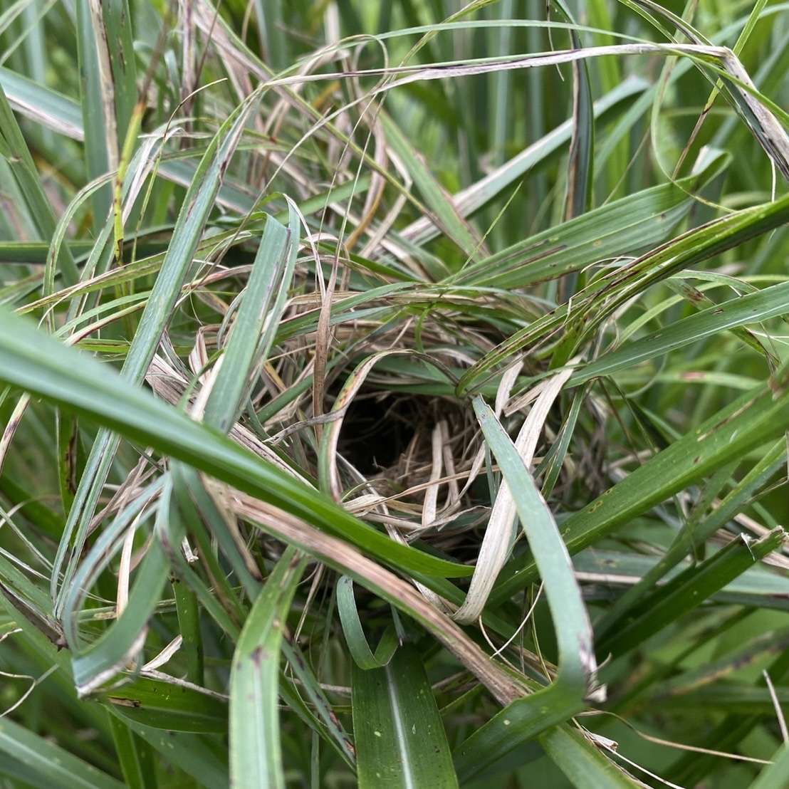 カヤネズミの゙巣6個セット