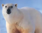 初代白くまくん（1975年）：エアコン：白くまくんの部屋：日立の家電品