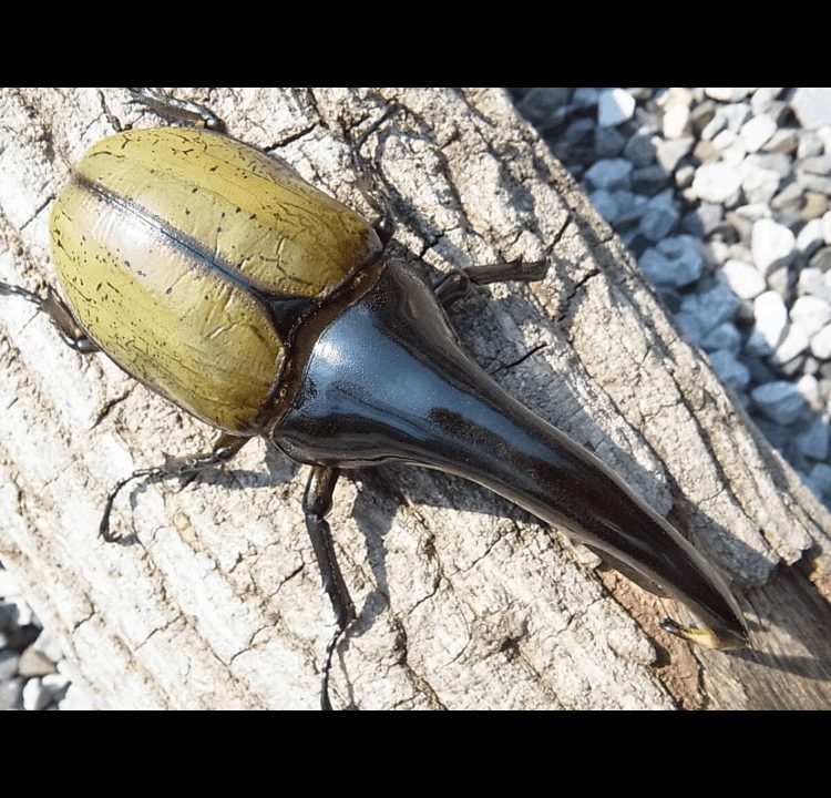 ぷてらす ヘルクレスオオカブト 他 ヘラクレスオオカブト（ヘルクレス