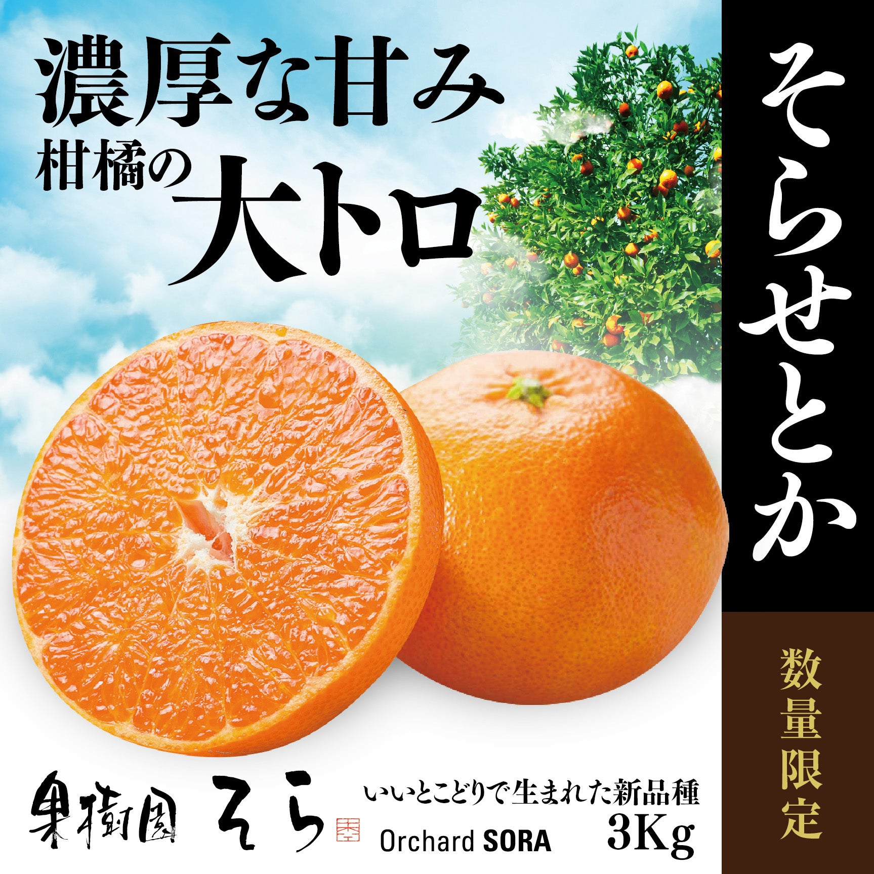 そらせとか 愛媛産みかん/大人の贅沢3kg – 果樹園そら