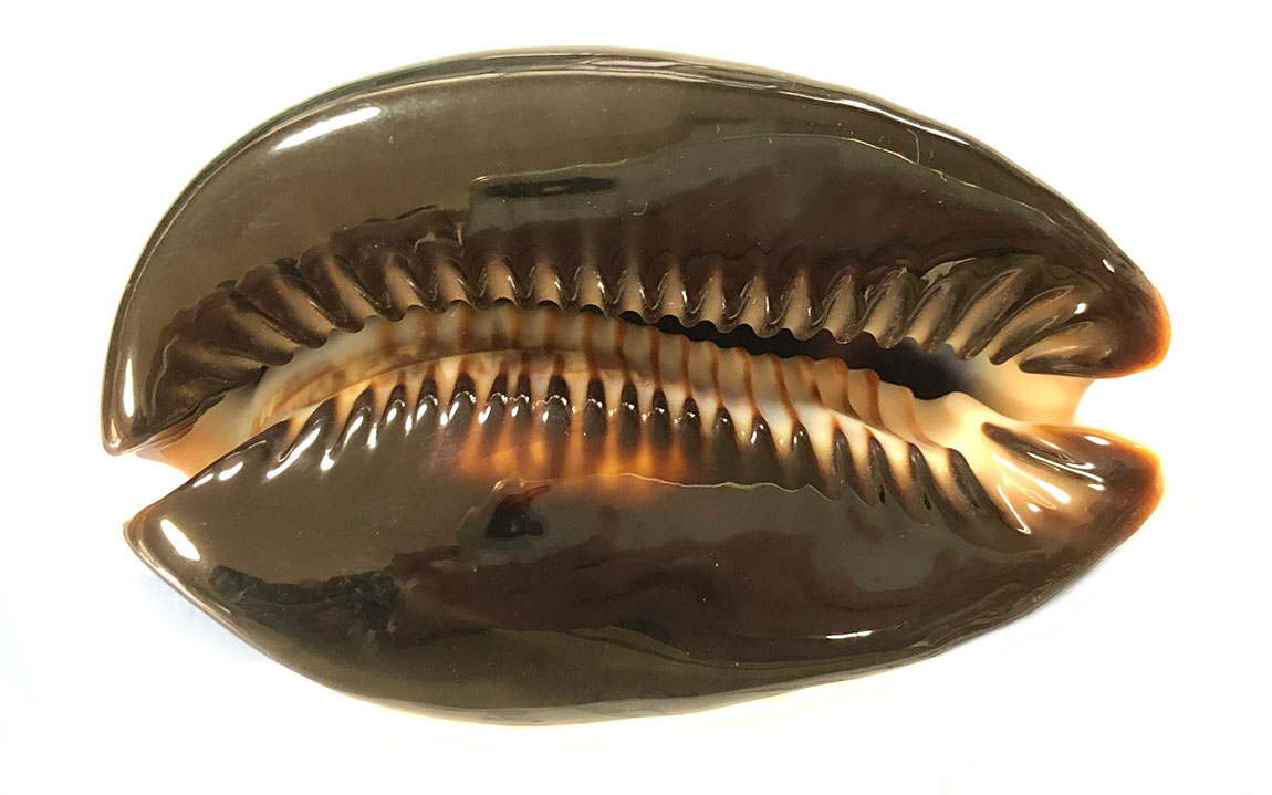 ハチジョウダカラ | 貝の図鑑