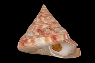 ベニオキナエビス | 貝の図鑑