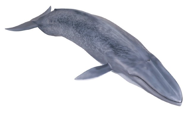 海洋堂]メガソフビアドバンス MSA-004 シロナガスクジラ☆全長70cm