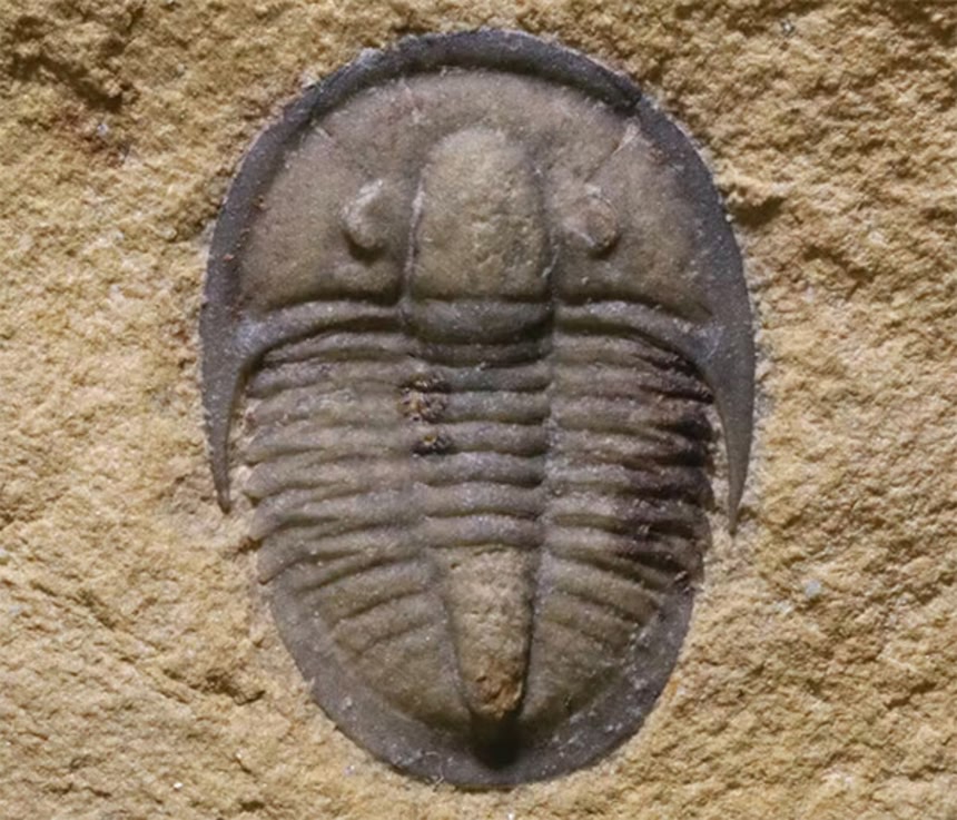 三葉虫 化石 fossil ボリビア産 レア Fossil判別⑧ 三葉虫 化石