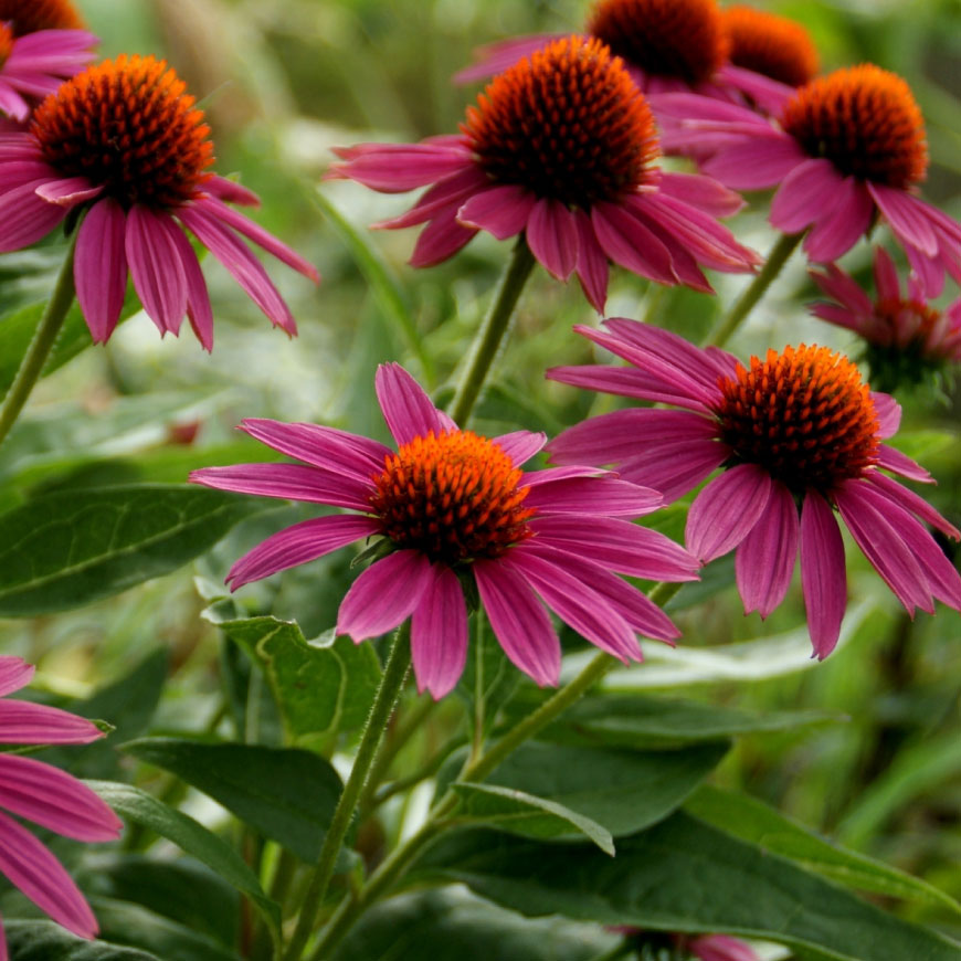 エキナセアエキス エキネシア・エキストラクト29ml