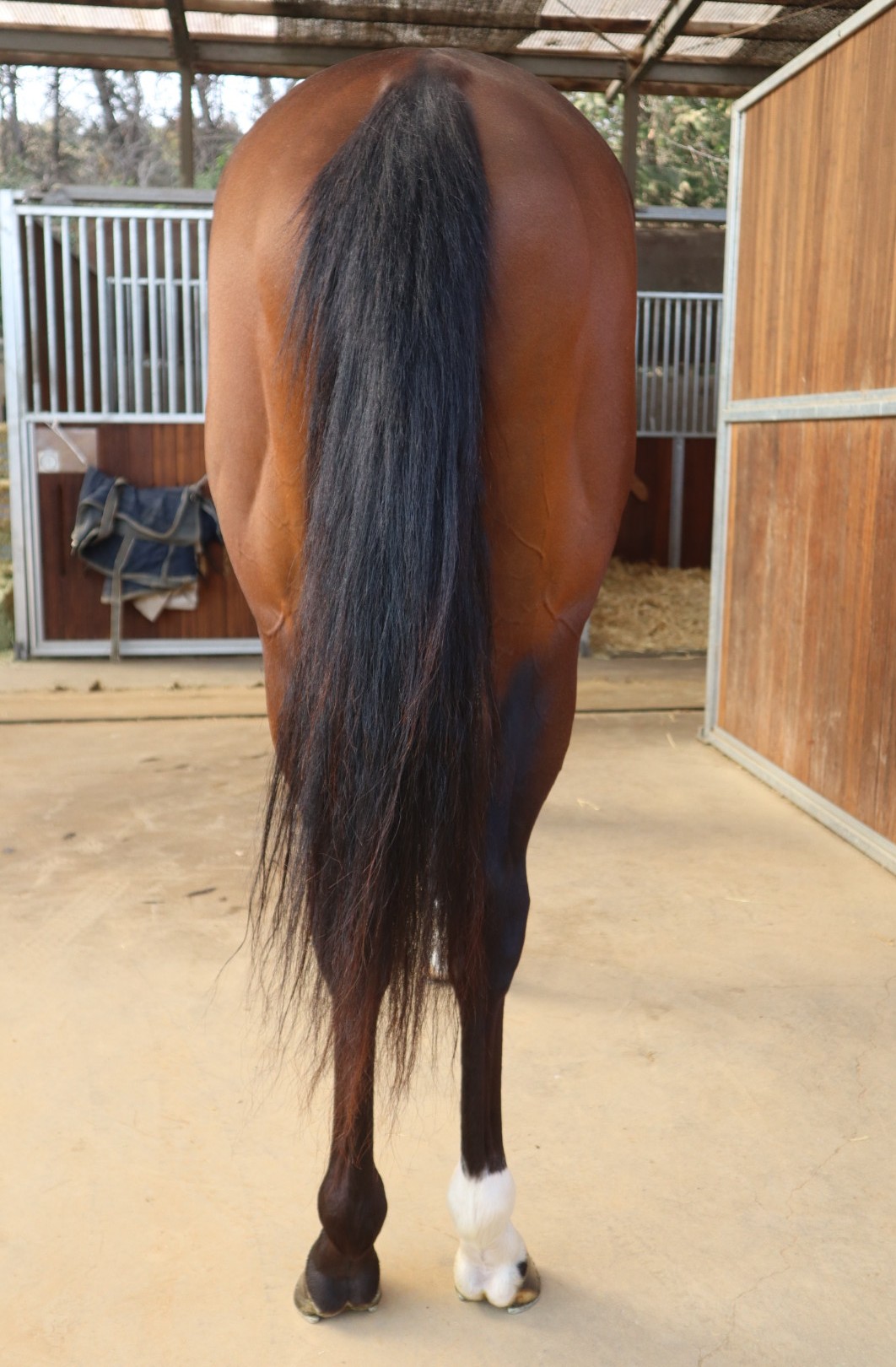 JRA 競馬 '91世界最強3歳馬アラジ号 写真（額入り） JRA 競馬 '91世界