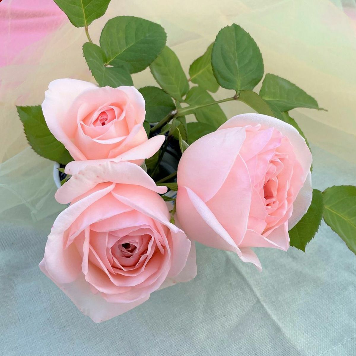 F&Gローズ ｜バラと庭あそび京阪園芸公式ショップ 通販