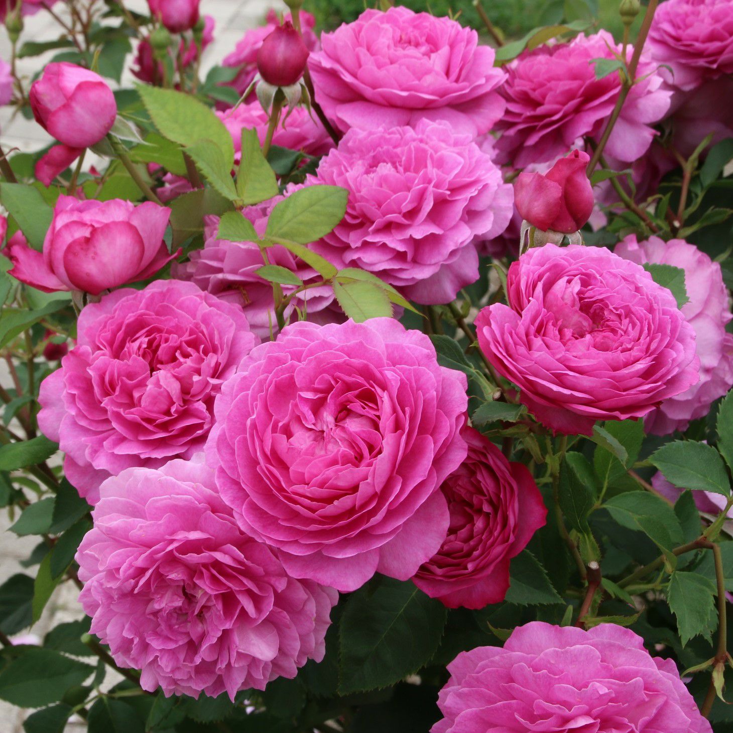 バラ苗の通販なら 専門店でバラ選び｜バラと庭あそび京阪園芸公式ショップ