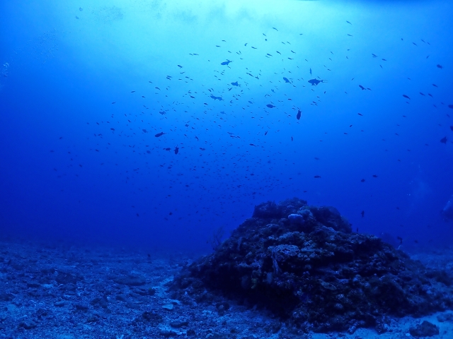 世界を魅了するケラマブルーとは？慶良間諸島の魅力＆おすすめの