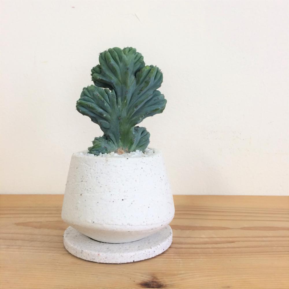 サボテン・竜神木 綴化/盆栽、多肉植物、塊根植物、観葉植物通販