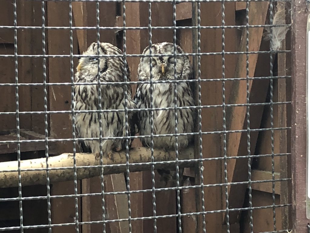 愛知県【豊橋総合動植物公園 のんほいパーク】 記念メダル | 記念