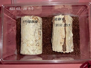 クワガタの産卵に有効な【爆卵棒】販売 送料格安