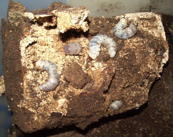 クワガタの産卵に有効な【爆卵棒】販売 送料格安