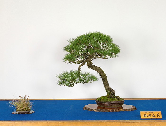 第十三回 日本盆栽逸品展 | 北関東盆栽組合