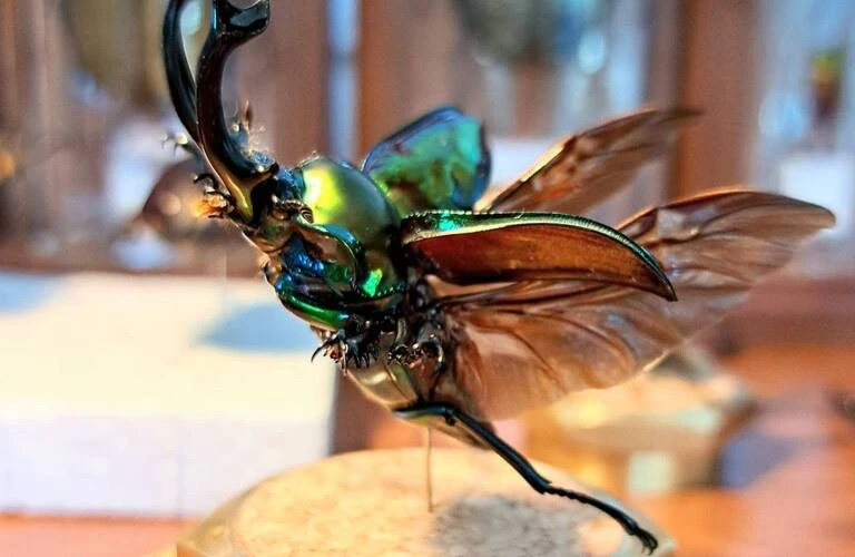 カブトムシ クワガタ 飛翔標本 タイで購入 カブトムシ クワガタ 飛翔