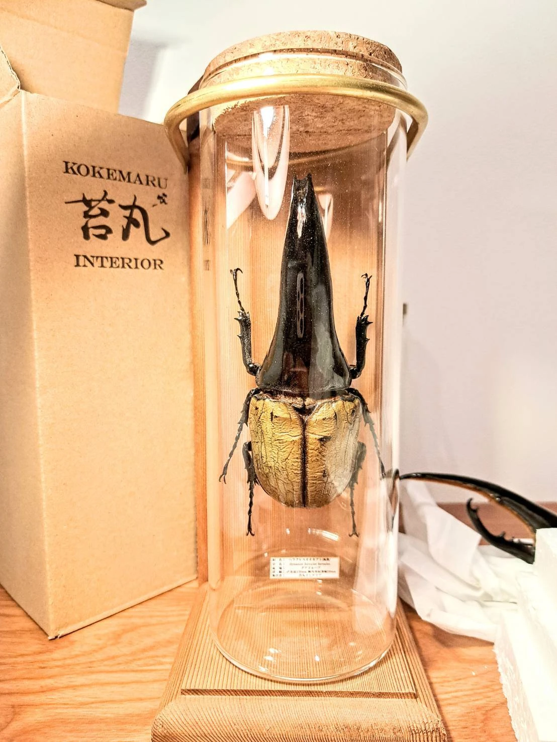 世界最大級のヘラクレスオオカブト標本を体感せよ