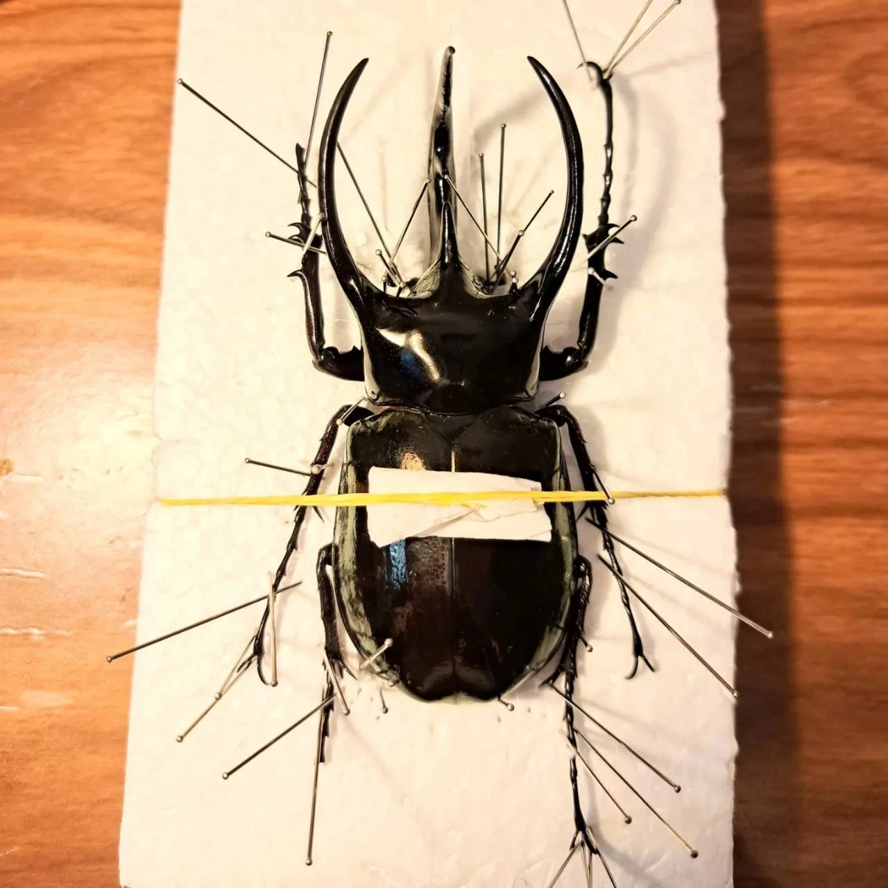 玲*華様 コーカサスオオカブト標本 玲*華様 コーカサスオオカブト標本