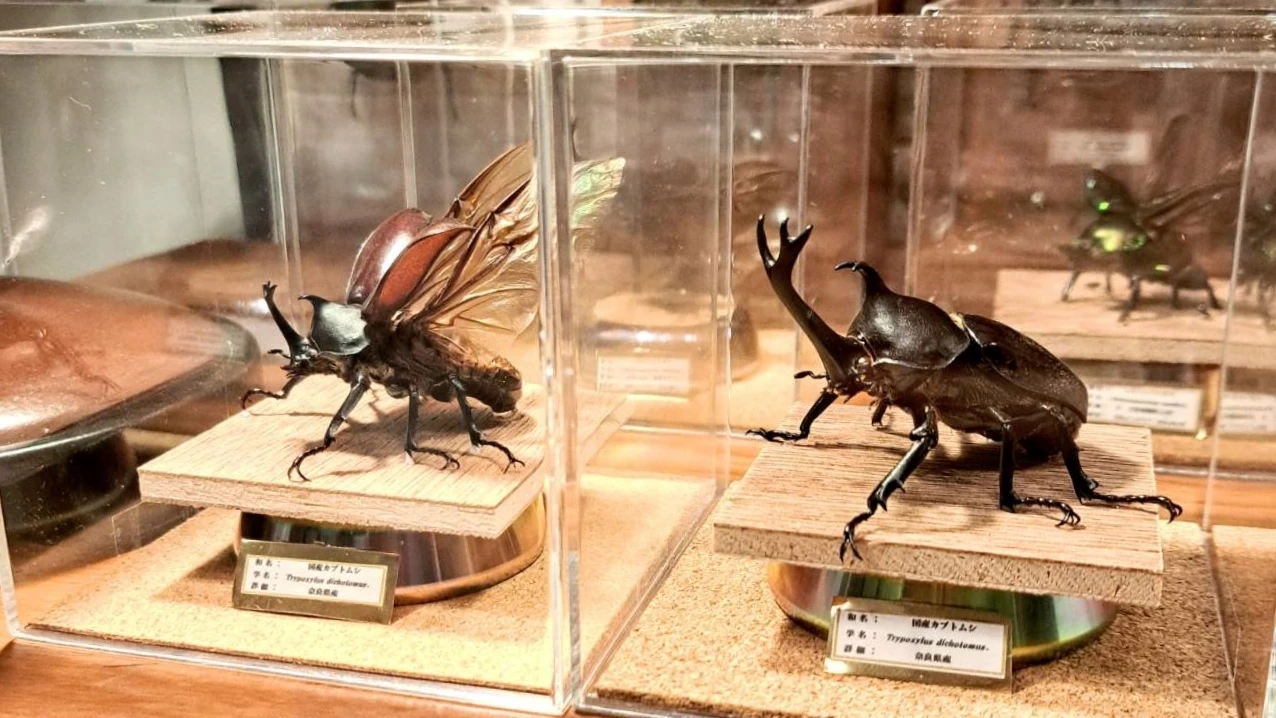コオカサスオオカブトムシ標本 GIANT 3HORN RHINO 【公式通販】