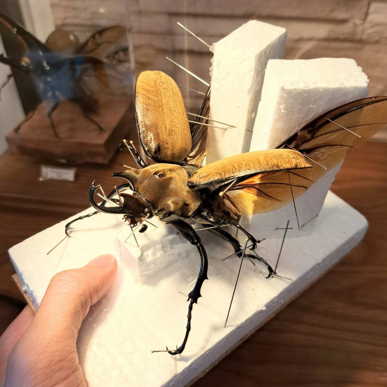 昆虫標本オーダー専門店 一点ものに拘る職人技；苔丸インテリア