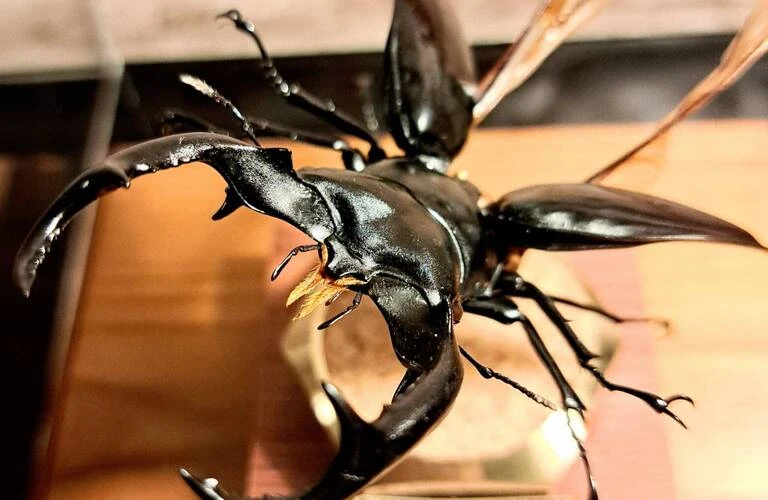 ウエストウッディオオシカクワガタ」その魅力と価値を引き出す芸術的