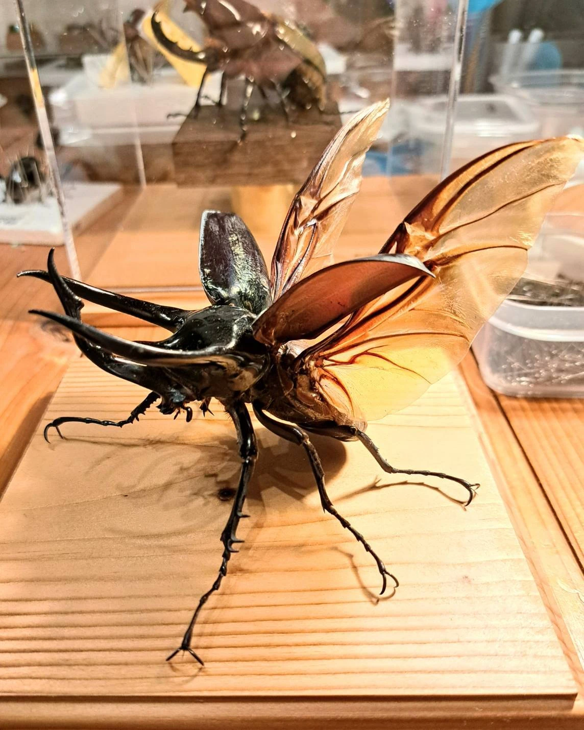 改造コーカサスオオカブト完全体 美品 改造コーカサスオオカブト完全体