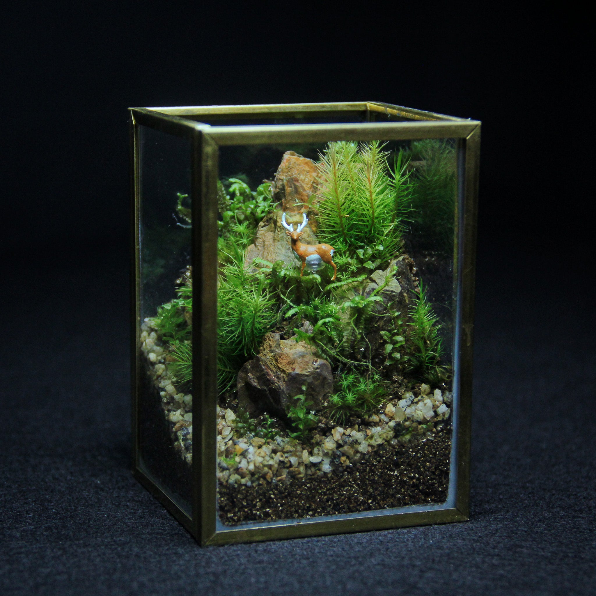 こけむすび こけむすび 苔テラリウム体験 | 苔むすび