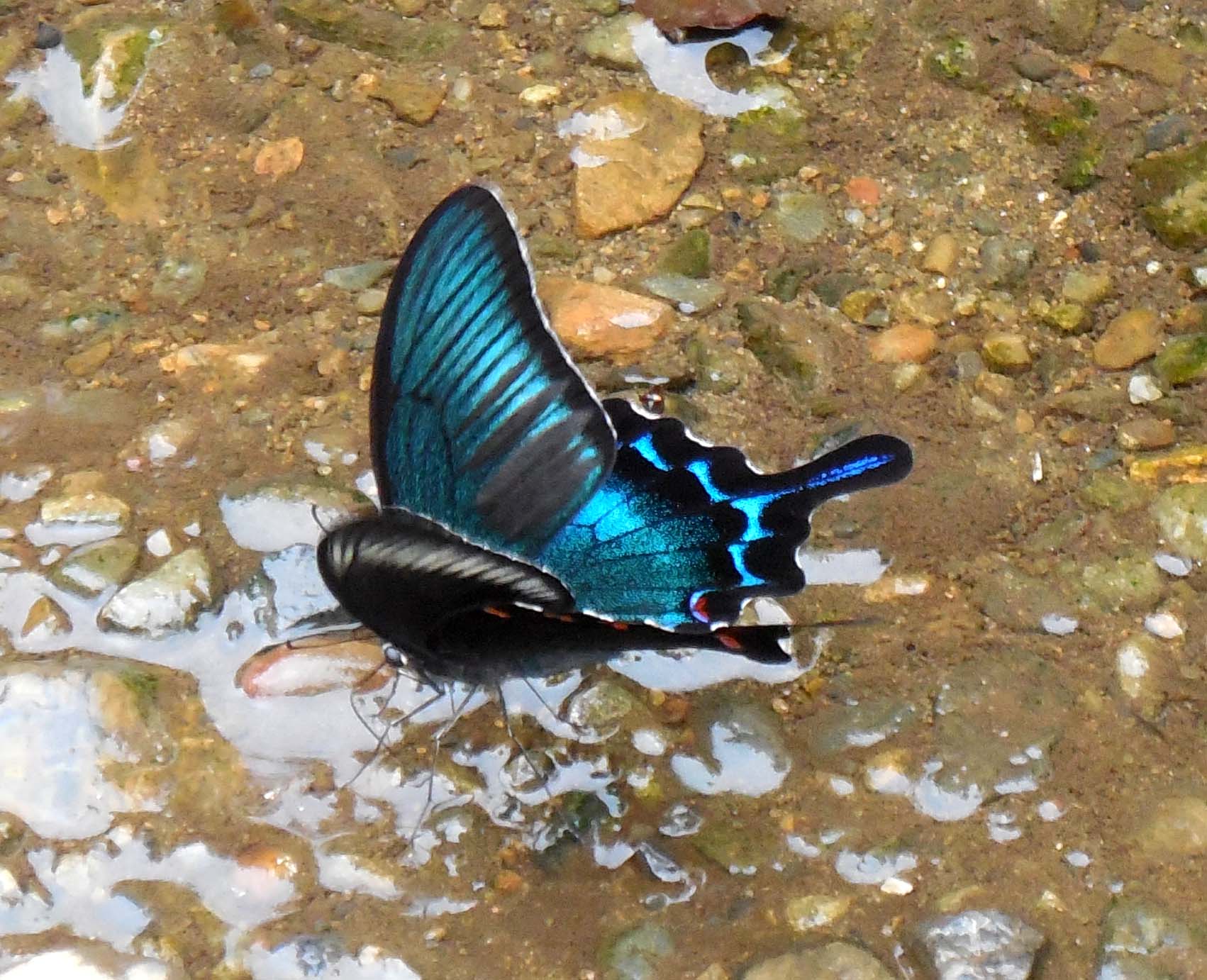 まろん通信Vol.1982 野川で見かけたミヤマカラスアゲハ | まろん通信