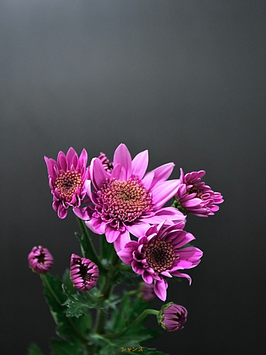 ヤマザキです ピンクの薔薇と紫の菊、オレンジのナスタスチウムの