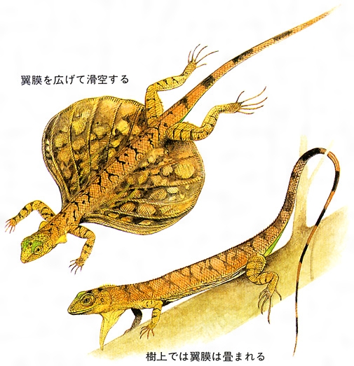 トビの翼標本 【公式通販】