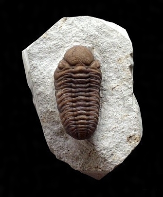 特大￼w 35㎝4kg 三葉虫化石￼ 古生代の重要な示準化石￼