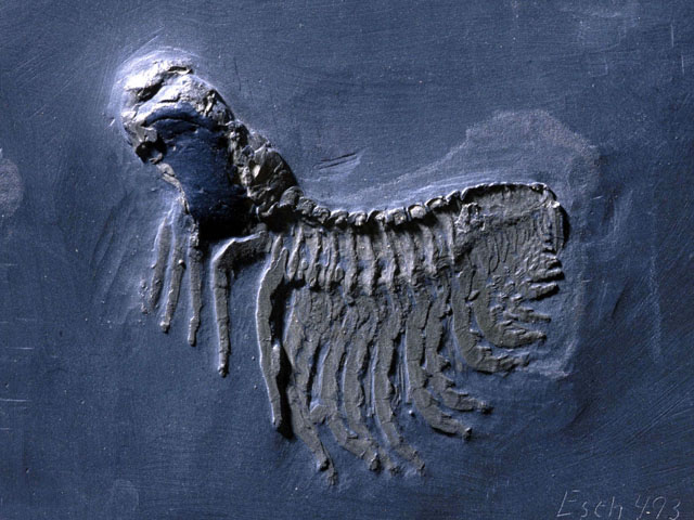 特大￼w 35㎝4kg 三葉虫化石￼ 古生代の重要な示準化石￼