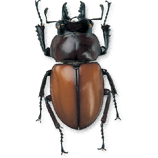 西表島産 チャイロマルバネクワガタ オス 標本