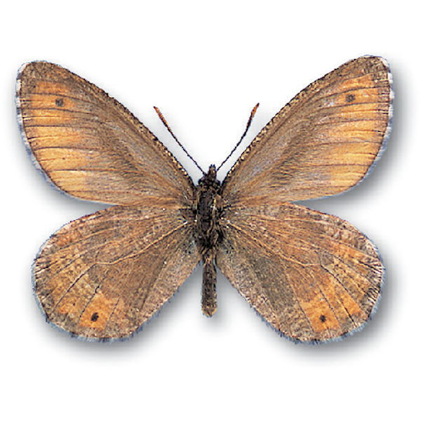 タカネヒカゲとは？ 意味や使い方 - コトバンク