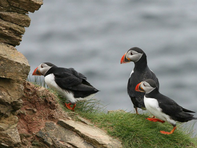 油絵 専用 ペンギンみたいな可愛すぎる鳥パフィン 油絵 専用 ペンギン
