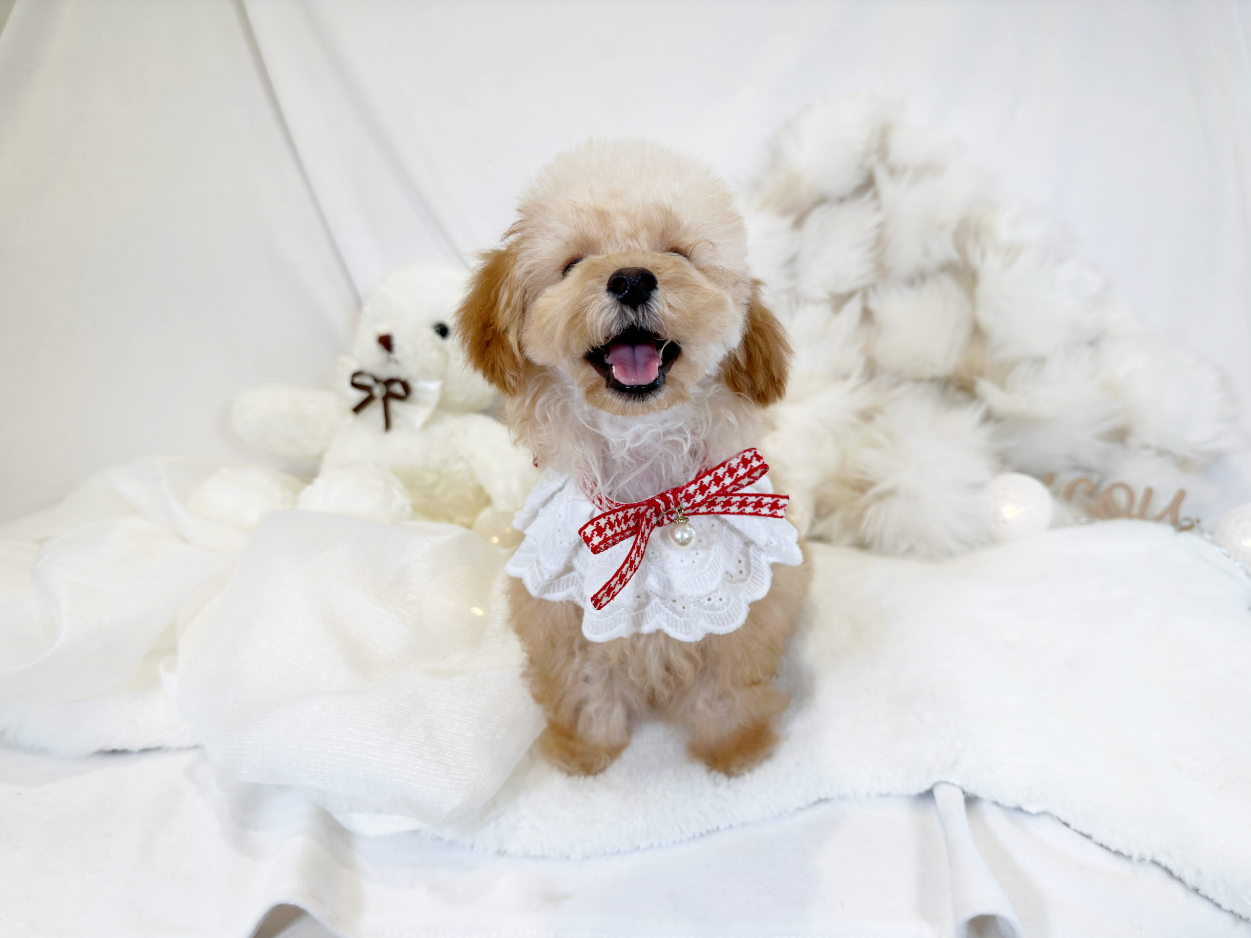 名古屋 今池店 超ドワーフ体型！お耳がツートンカラーで可愛い