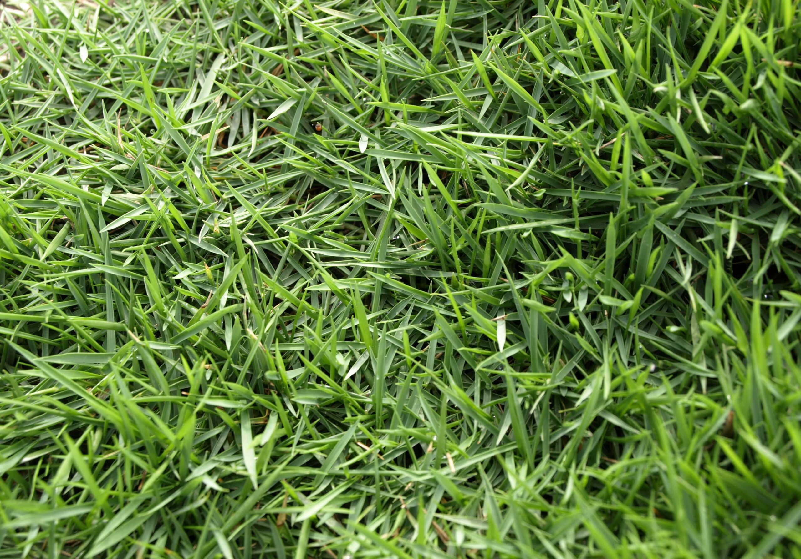 Emerald Zoysia - King Ranch Turfgrass